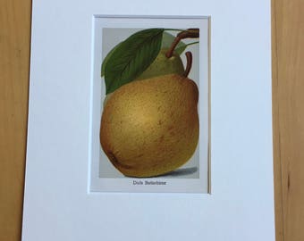 1927 Original Vintage Fruit Lithograph - Pear - Matted and Available Framed -  Botanical Decor - Kitchen Decor - Vintage Botany