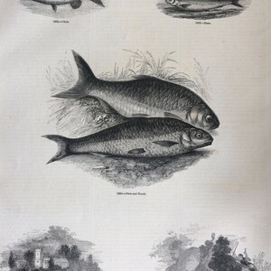 May include: A vintage monochrome illustration featuring different fish species, such as Chub, Dace, and Roach. The detailed drawings show the fish in their environment, accompanied by scenic river landscapes.