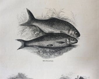 1856 Large Original Antique Fish Engraving - Chub, Dace, Roach, Netting Fishes and Otter Hunting  - Marine Wall Decor - Fishing