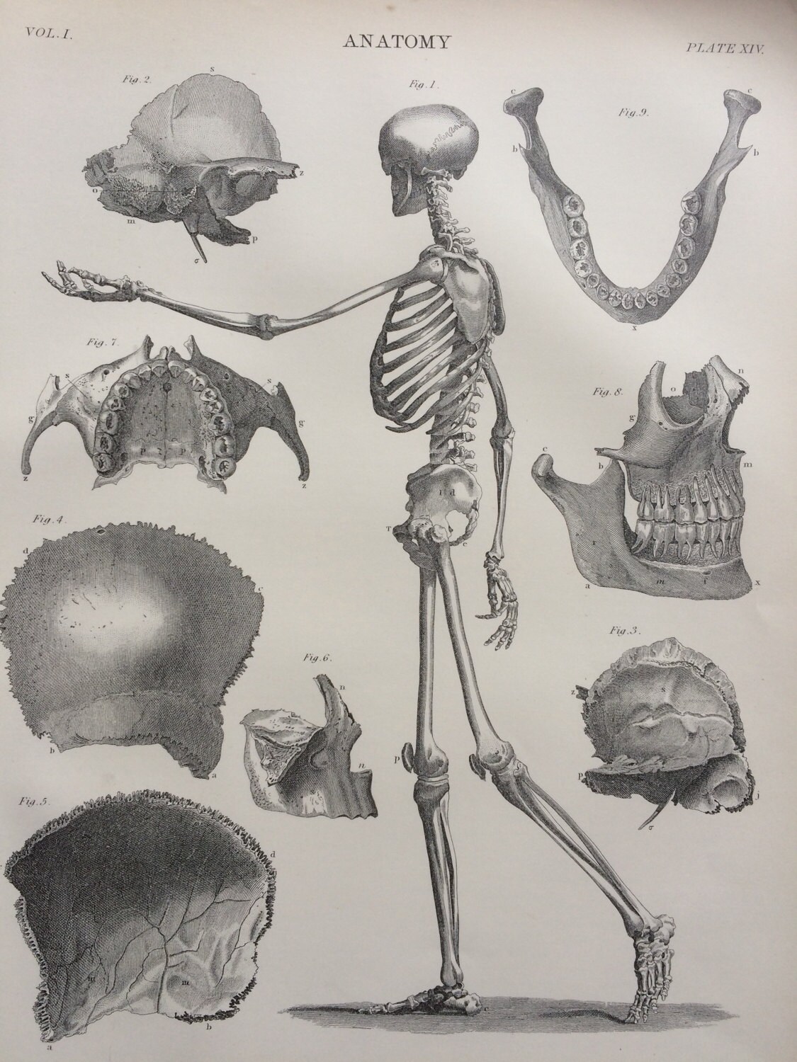 1875 Anatomical Original Antique Steel Engraving Skeleton Skull