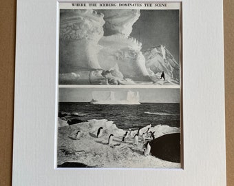 1940s Antarctica Original Vintage Print - Iceberg - Penguins - Mounted and Matted - Available Framed