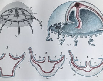 1909 Jellyfish and their formation from Polyps Large Original Antique Print - Marine Decor - Science - Available Framed