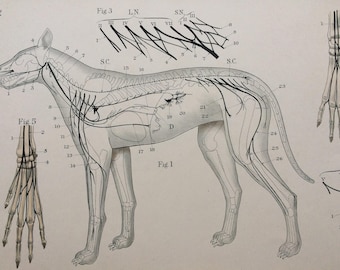 1921 Canine Anatomy Large Original Antique Illustration - Dog Arteries and Veins - Anatomical - Veterinary Science - Gift for Vet