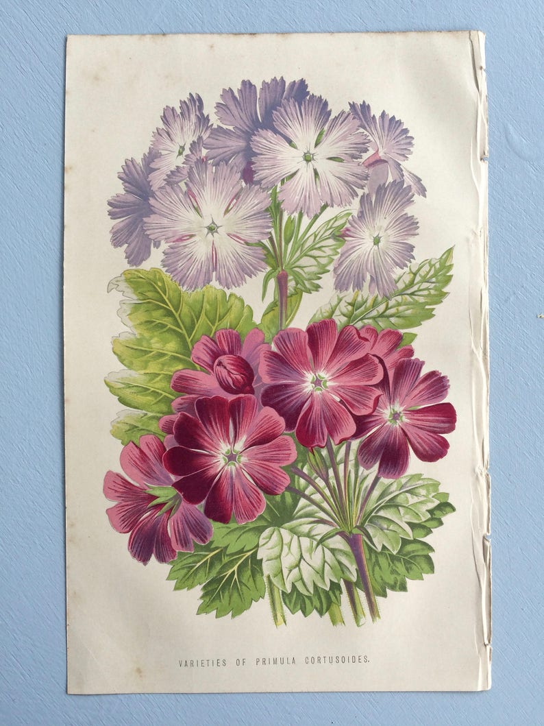 1871 Beautiful Original Antique Hand-coloured Botanical - Etsy UK