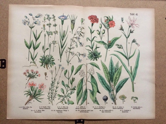 1890年 大型オリジナルアンティーク植物リトグラフ - 植物プリント
