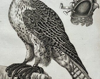 1810 The Habiliments of Falconry Original Antique Copperplate Engraving - Ornithology - Available Framed