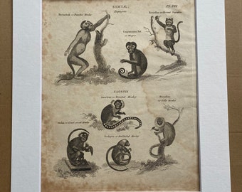 1806 Sapajous and Sagonis - Monkeys Original Antique Engraving - Mounted and Matted - Available Framed