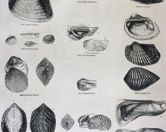 1856 Large Original Antique Sea Shell Engraving - Shellfish - Conchology - Marine Wildlife - Wall Decor - Home Decor - Marine Decor