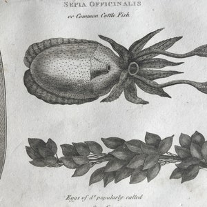 May include: An antique illustration of a cuttlefish, with the text "Sepia Officinalis or Common Cuttle Fish" at the top. Below the cuttlefish are illustrations of leaves and eggs. The image is in black and white.