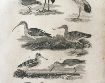 1822 Small Original Antique Bird Engraving - Crane, Ibis, Curlew, Sandpiper, Greenshank, Snipe, Landrail - Ornithology - Wall Decor