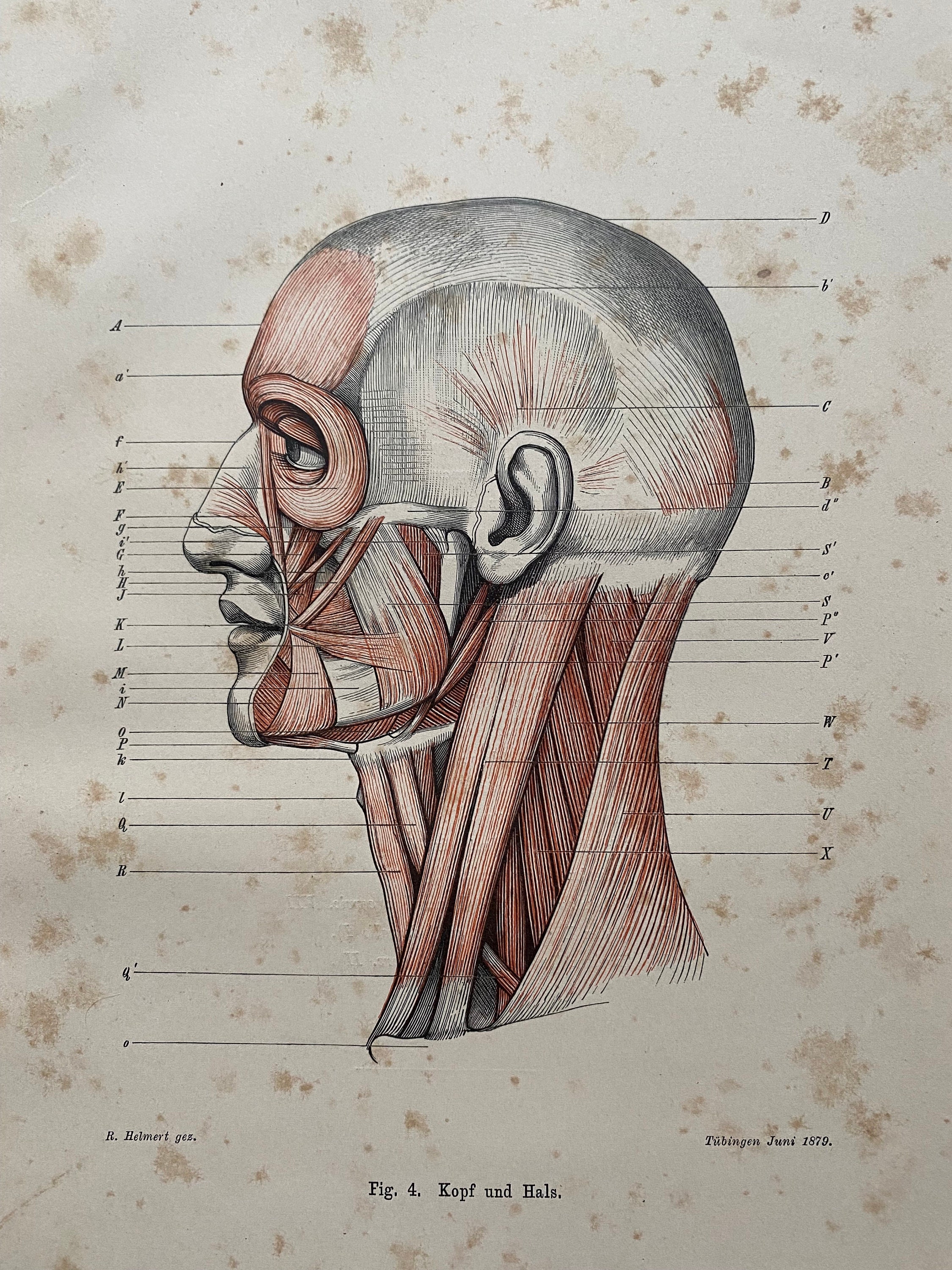 1890 Original Antique Anatomical Print - Head and Neck Muscles ...