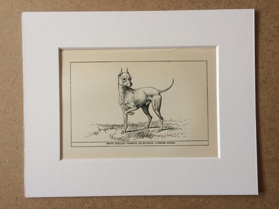 1900年頃 ホワイト・イングリッシュ・テリア オリジナルヴィンテージ犬