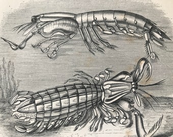 1863 Gouty Shrimp and Mantis Shrimp Original Antique Print - Ocean Wildlife - Marine Decor - Mounted and Matted - Available Framed