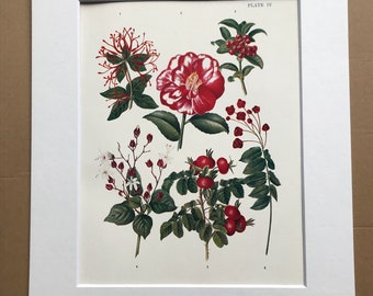 1924 Original Vintage Botanical Print - Rosehip, Camellia - Flower - Garden - Horticulture - Mounted and Matted - Available Framed