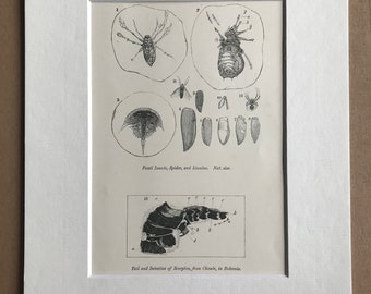 1858 Original Antique Engraving - Fossil Insects, Spider and Limulus - Tail and Intestine of Scorpion, from Chomle, Bohemia - Palaeontology