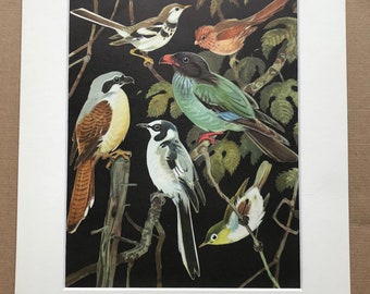 1968 Original Vintage Print - Mounted and Matted - Forest Wagtail, Parrotbill, Tiger Shrike, Dollarbird - Bird - Available Framed