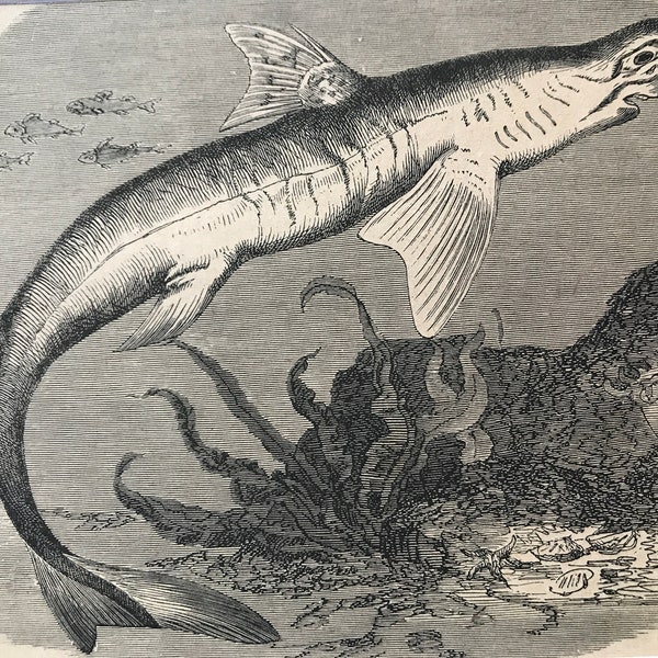 1896 Picked Dogfish Original Antique Print - Illustration de poisson - Décor marin - Monté et mat - Disponible Encadré