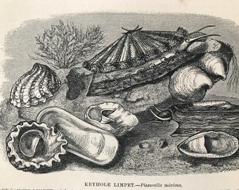 1863 Limpets Original Antique Print - Marine Wildlife - Crustacean - Sealife - Mounted and Matted - Available Framed
