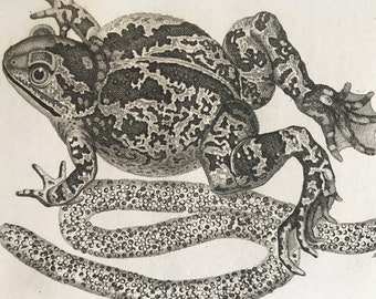 1802 Alliaceous Toad Original Antique Engraving - Natural History - Zoological Art - Amphibian - Available Matted and Framed