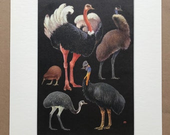 1968 Original Vintage Bird Print - Mounted and Matted - Ostrich, Emu, Kiwi - Ornithology - Available Framed