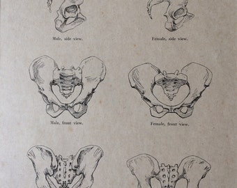 1949 Original Vintage Anatomical Print - Male and Female Pelves - Anatomy - Medical Decor - Science - Mounted and Matted - Available Framed