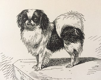 1900 Japanese Spaniel Original Vintage Dog Illustration - Animal Art - Dog Drawing - Decorative Wall Art - Matted - Framed Art - Gift Idea