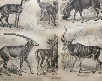 1874 Antelopes Original Antique print - Mammal - Wildlife - Natural History - Vintage Wall Decor - Available Framed