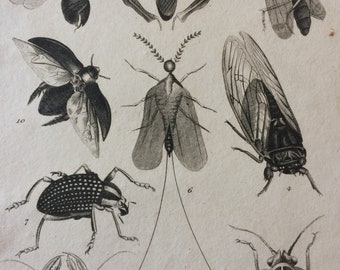 1809 Original Antique Engraving - Insects, Bug, Beetle, Crab, Crustaceans - Marine Decor - Entomology - Vintage Insect Art - Framed