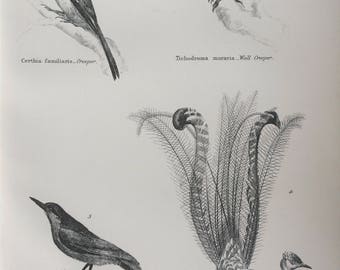 1891 Passeres - Lyre Bird, Nuthatch, Creeper, Wall Creeper Original Antique Steel Engraving - Encyclopaedia Illustration - Ornithology- Bird