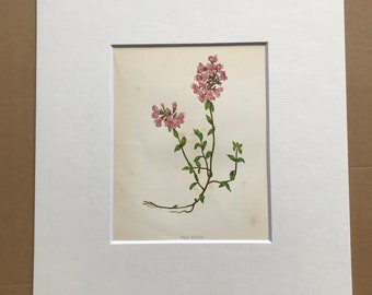 1852 Original Antique Hand-Coloured Anne Pratt Botanical Illustration - Wild Thyme - Flower - Botany - Garden - Available Framed