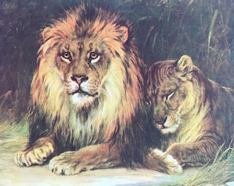 1925 Lion and Lioness Original Vintage Print - Animal Art - Mounted and Matted - Available Framed