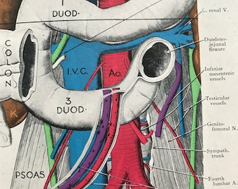 1942 Root of Mesentery - Head of Pancreas Original Vintage Anatomical Print - Organ- Anatomy - Medical Decor - Biology - Available Framed