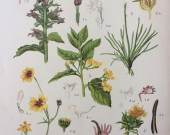 1885 Large Original Antique Lithograph - Botanical Art - Botany - Flowering Plant - Flower - Vintage Wall Decor - Antique Poster