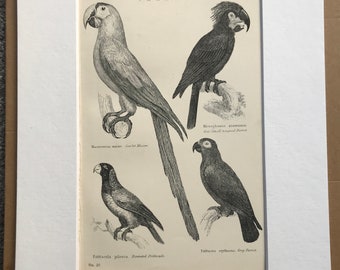 1891 Parrot Original Antique Print - Bird Art - Macaw, Psittacule, Grey Parrot - Ornithology - Available Framed