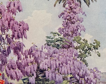 1909 Madeira - Wisteria, Quinta de Levada Original Antique Print - Botanical Art - Flower - Garden - Mounted and Matted - Available Framed