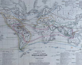 1853 Zoological Map showing the distribution of principal Birds and Reptiles over the globe Original Antique World Map - Natural History