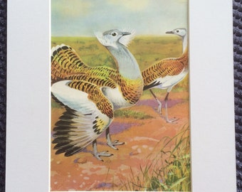 1968 Colourful Vintage Bird Print - Great Bustard - Available Framed - 14 x 11 inches - Natural History - Ornithology - Retro Wall Decor