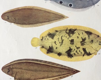 1950 Original Vintage Fish Print - Mounted and Matted - Available Framed - Tropical Fish - Marine Species - Sealife - Ocean Decor - Sole