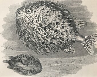 1863 Urchin Fish Original Antique Print - Ichthyology - Ocean Wildlife - Marine Decor - Mounted and Matted - Available Framed