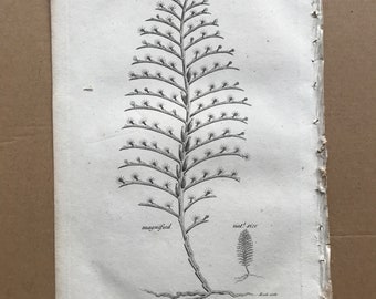 1809 Sertularia Pinnata Original Antique Engraving - Marine Decor - Ocean Wildlife