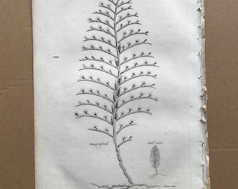 1809 Sertularia Pinnata Original Antique Engraving - Marine Decor - Ocean Wildlife