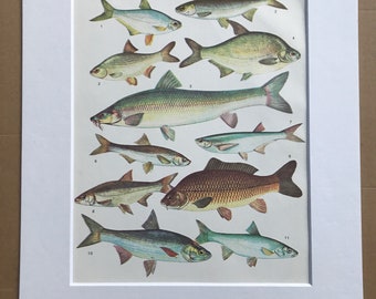 1983 Original Vintage Print - Fish - Ichthyology - Ocean Wildlife - Marine Decor - Mounted and Matted - Available Framed