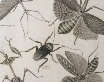 1819 Original Antique Engraving - Vintage Insect Art - Mantis - Bug - Hemiptera - Entomology - Available Matted and Framed
