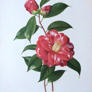 Diamond Painting - Pink Camellias 