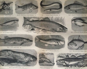 1875 Fishes Original Antique Print - Ichthyology - Fishing - Cabin Decor - Zoology - Victorian Decor - Available Framed