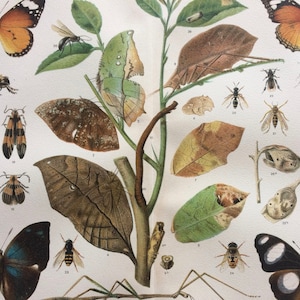 1897 Mimikry bei Insekten Original antiker Druck - gerahmt erhältlich - Insektenkunst - Entomologie - Vintage Wanddekoration