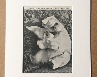 1940s Famous Polar Bear Cub of the London Zoo Original Vintage Print - Mounted and Matted - Wildlife - Available Framed