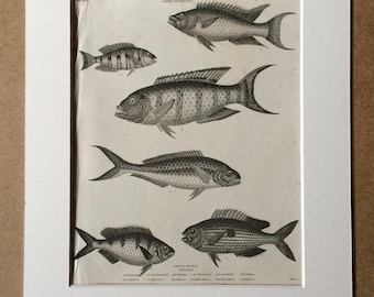 1819 Original Antique Engraving - Gilthead Species - Fish - Ichthyology - Marine Decor - Available Matted and Framed