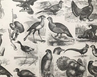 1869 Birds - Zoology Large Original Antique Illustration - Ornithology - Wood Pigeon - Turkey - Hawk - Golden Pheasant - Mounted and Matted