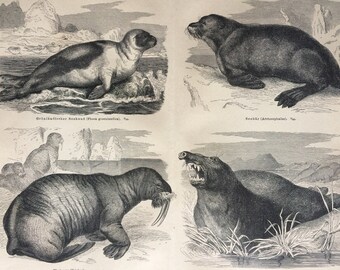 1877 Seals Original Antique Print - Available Framed - Greenland Sea lion, Sea lion, Walrus, Elephant Seal - Marine Decor